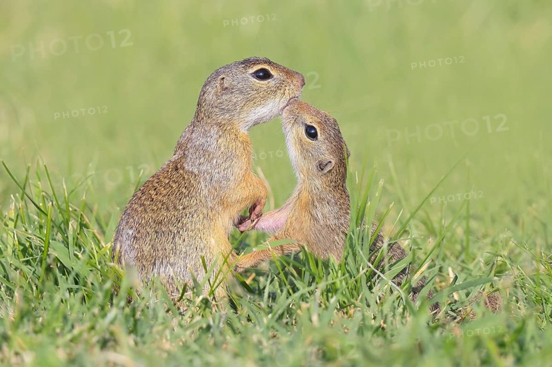 European ground squirrel (Citellus citellus), adult with young, kissing, wildlife, animals, mammal, European ground squirrel (Spermophilus citellus), Ziggsee, Lake Neusiedl National Park, Seewinkel, Northern Burgenland, Burgenland, Austria
