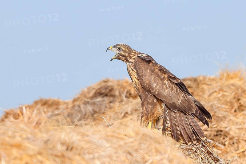 Buzzard (Buteo buteo) adult bird sits calling on a pile of straw, wildlife, nature photography, birds, bird of prey, Lake Neusiedl National Park, Seewinkel, Burgenland, Austria