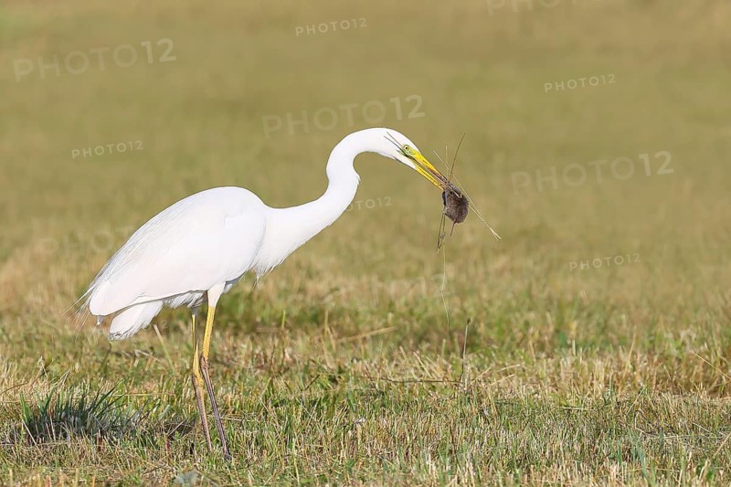 Great Egret (Egretta alba), standing with a caught field mouse (Microtus arvalis) in a mown meadow, by-catch, wildlife, nature photography, heron, Apetlon, Lake Neusiedl, Burgenland, Austria