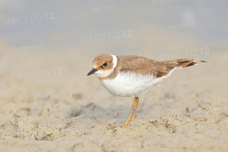 Little Ringed Plover, Little Ringed Plover, (Charadrius dubius), young bird standing on sandy ground, wildlife, nature photography, plover family, Illmitz, Lake Neusiedl National Park, Burgenland, Austria