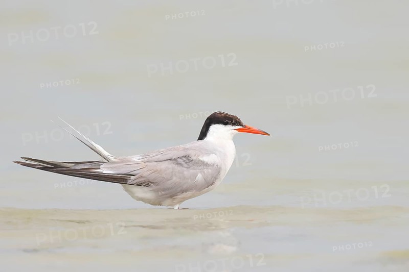 Common Tern (Sterna hirundo) standing in shallow water, terns, wildlife, nature photography, migratory bird, Apetlon, Lake Neusiedl, Burgenland, Austria