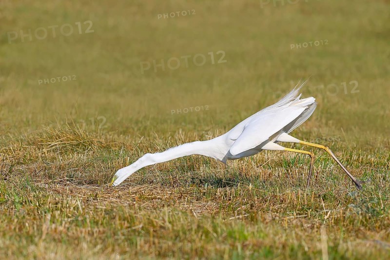 Great Egret (Egretta alba), looking for food in a mown meadow, wildlife, prey, nature photography, heron, Apetlon, Lake Neusiedl, Burgenland, Austria