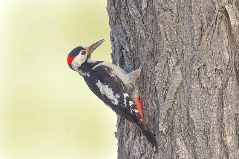 Blood woodpecker (Dendrocopos syriacus) male, looking for food on a tree trunk, wildlife, animals, birds, woodpeckers, Ziggsee, Lake Neusiedl National Park, Seewinkel, Burgenland, Eastern Europe