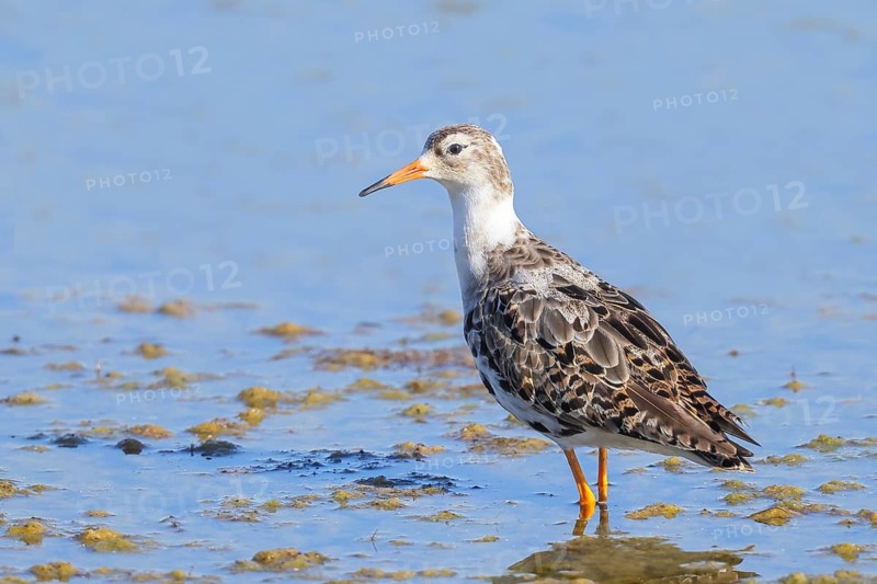 Ruff, (Philomachus pugnax), male looking for food, standing in shallow water, wildlife, animals, birds, snipe family, Ziggsee, Lake Neusiedl National Park, Seewinkel, Burgenland, Austria