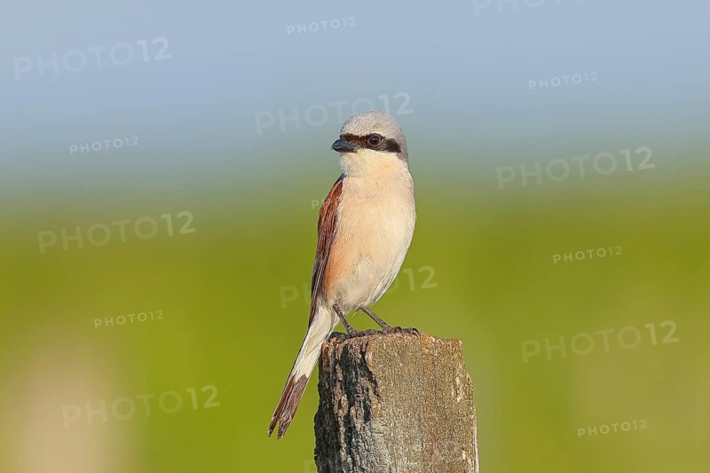 Red-backed shrike (Lanius collurio) male on post, looking for prey, wildlife, migratory bird, animals, birds, Ziggsee, Lake Neusiedl-Seewinkel National Park, Burgenland, Austria