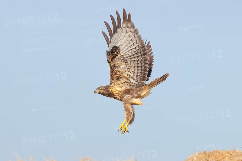 Buzzard (Buteo buteo) adult bird taking off from a pile of straw, wildlife, nature photography, birds, bird of prey, Lake Neusiedl National Park, Seewinkel, Burgenland, Austria