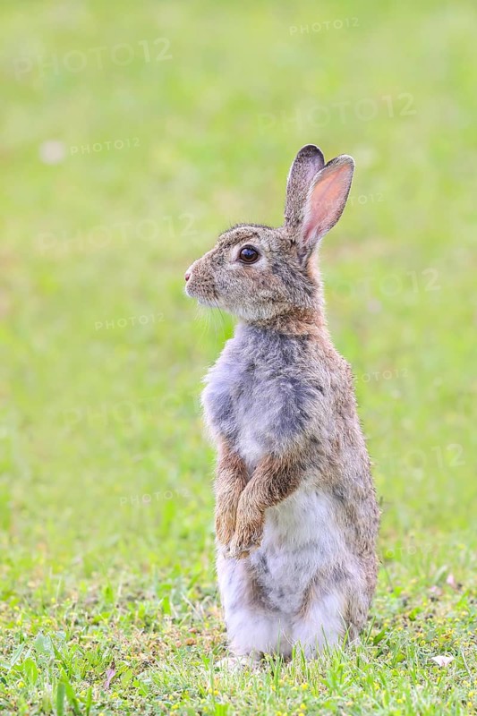 Wild rabbit (Oryctolagus cuniculus) standing upright in meadow, wildlife, animals, mammal, Podersdorf, Lake Neusiedl National Park, Seewinkel, Northern Burgenland, Burgenland, Austria