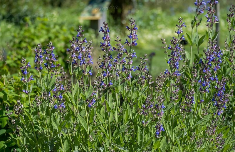 Common sage (Salvia officinalis), Münsterland, North Rhine-Westphalia, Germany