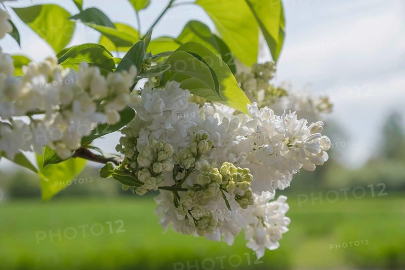 Common lilac (Syringa vulgaris), white flowers, Münsterland, North Rhine-Westphalia, Germany
