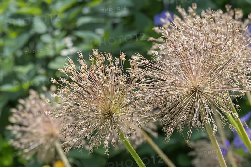 Inflorescences of ornamental leeks (Allium sp.), Münsterland, North Rhine-Westphalia, Germany