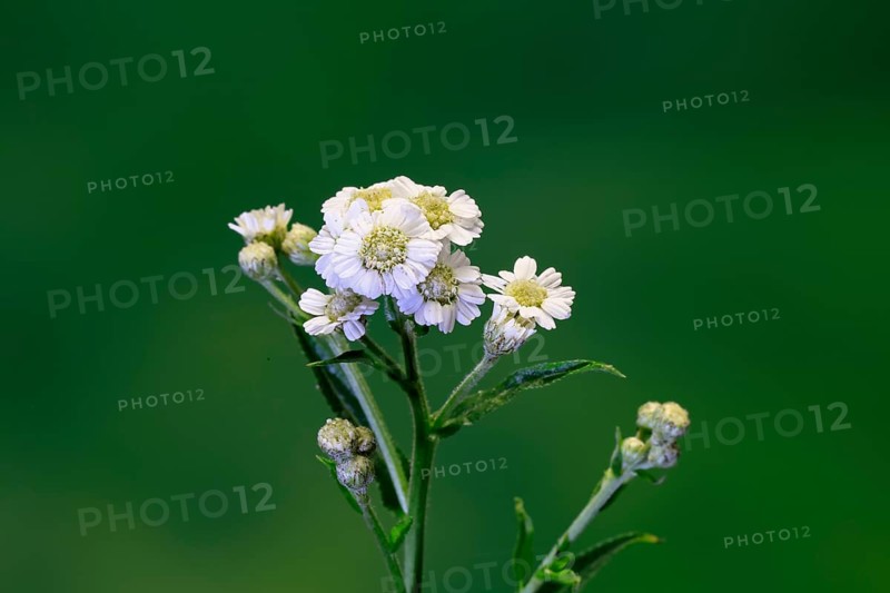 Marsh yarrow (Achillea ptarmica), flowering, flowers, Ellerstadt, Germany