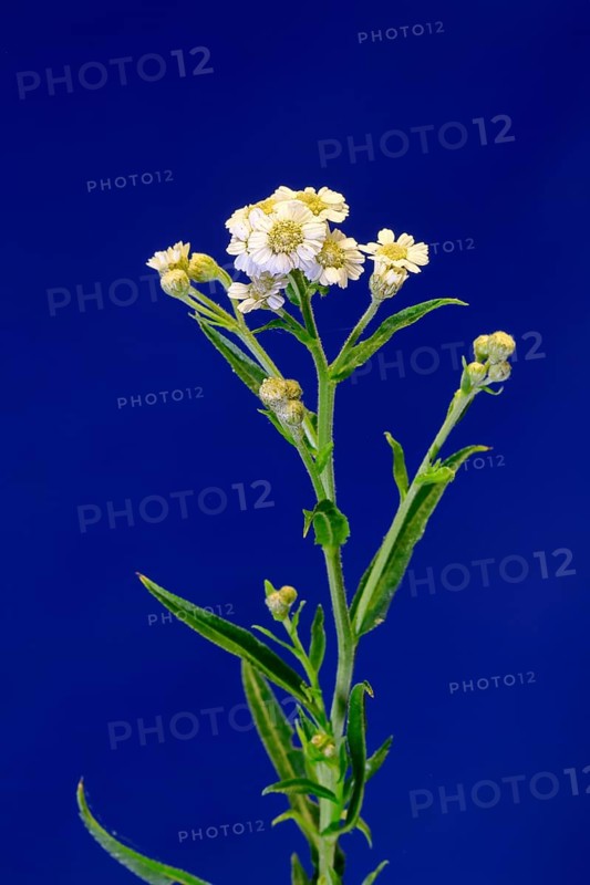 Marsh yarrow (Achillea ptarmica), flowering, flowers, Ellerstadt, Germany