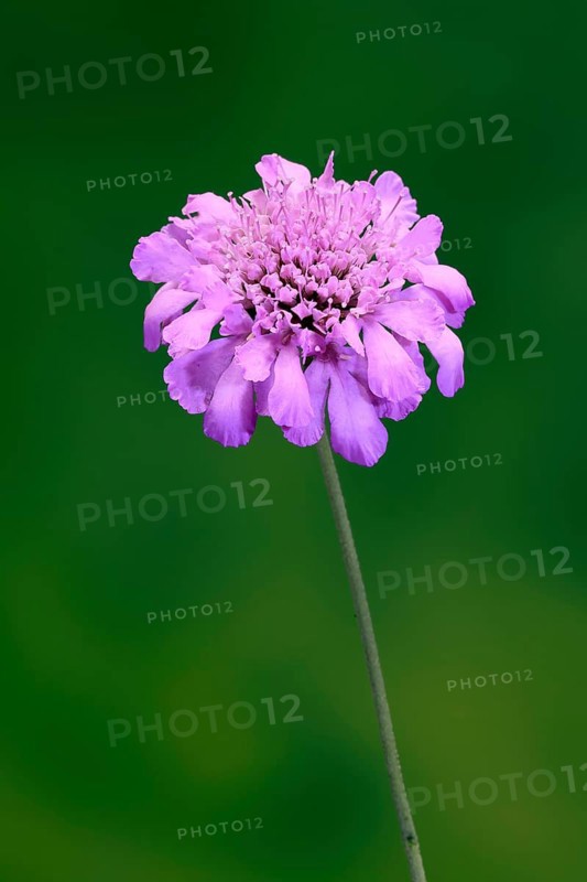 Pigeon Scabiosa (Scabiosa columbaria), pigeonweed, flowering, flowering, Ellerstadt, Germany