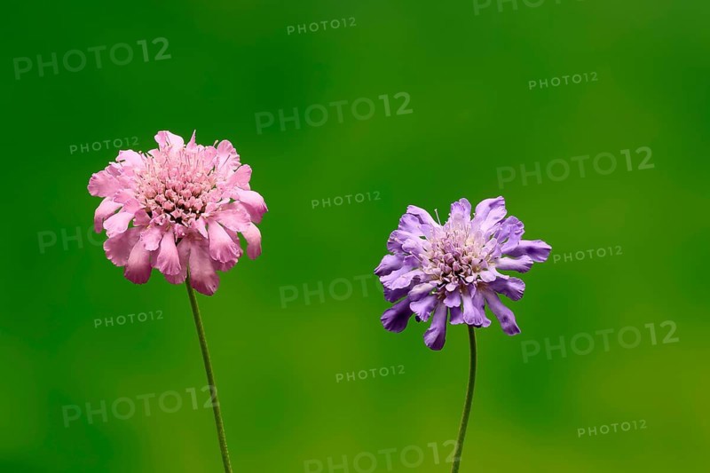 Pigeon Scabiosa (Scabiosa columbaria), pigeonweed, flowering, flowering, Ellerstadt, Germany
