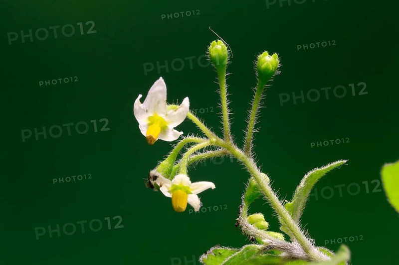 European Black Nightshade (Solanum nigrum), flower, flowering, Germany