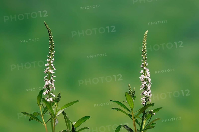 Snow field horsetail (Lysimachia clethroides), flower, flowering, Germany