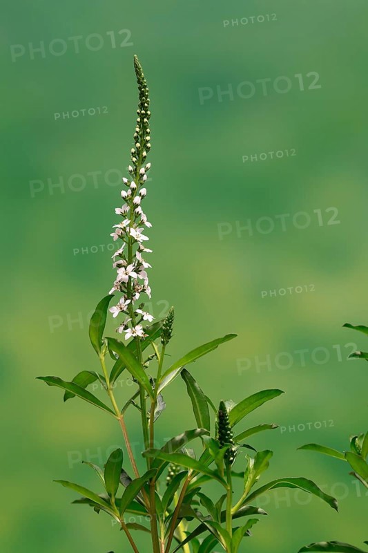 Snow field horsetail (Lysimachia clethroides), flower, flowering, Germany