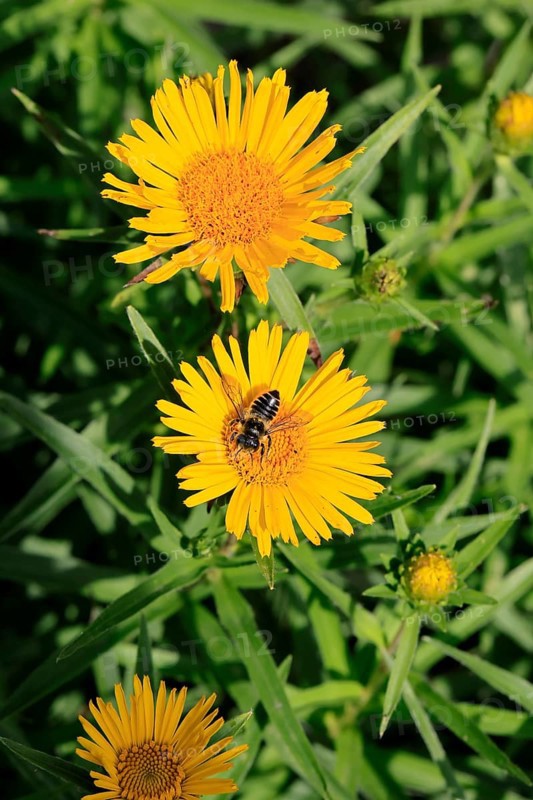 Schwert-Inula (Pentanema ensifolium), flower, flowering, Germany