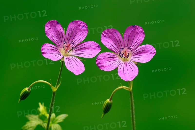 Cranesbill (Geranium cinereum), flowering, flowers, perennial plant, perennial, Ellerstadt, Germany