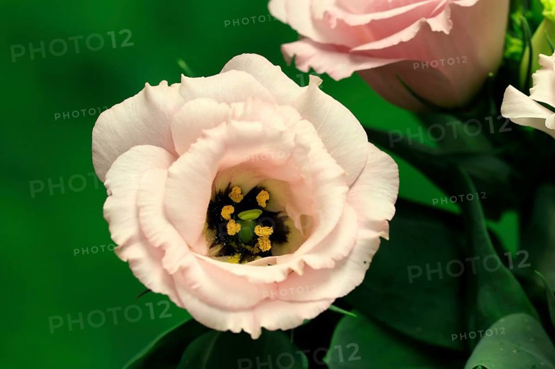 Prairie gentian, Lisianthius, Eustoma, flowering, Germany