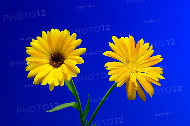 Marigold (Calendula officinalis), flower, flowering, medicinal plant, Ellerstadt, Germany