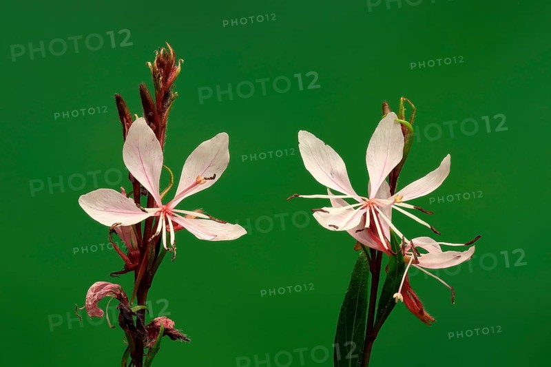 Evening primrose (Oenothera lindheimeri), flowering, flower, Ellerstadt, Germany