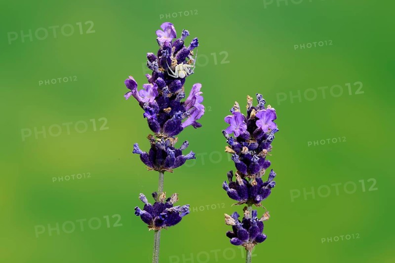 Lavender (Lavandula), flowering, Germany