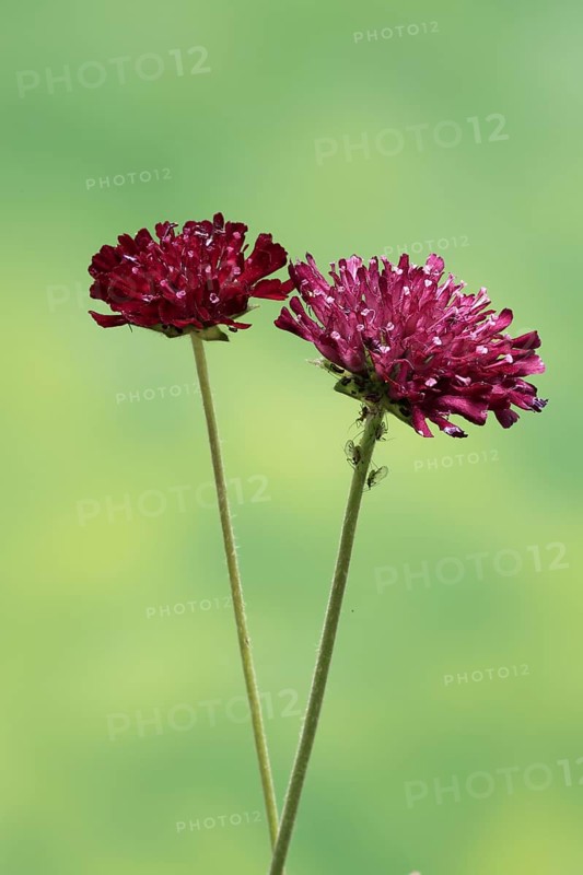 Macedonian widow flower (Knautia macedonica), flowering, Germany