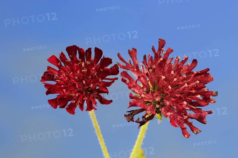 Macedonian widow flower (Knautia macedonica), flowering, Germany