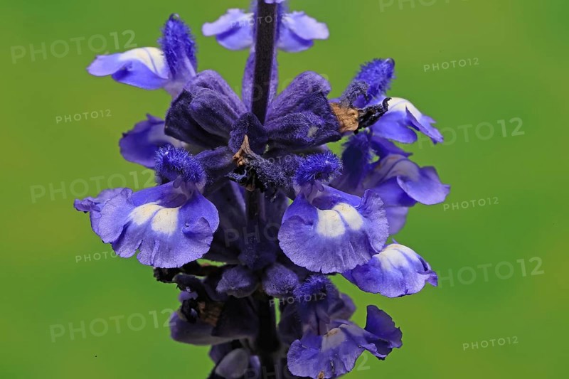 Mealycup sage (Salvia farinacea), flowering, flower, Ellerstadt, Germany