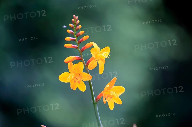 Montbretia (Crocosmia x crocosmiiflora), flowering, flower, Ellerstadt, Germany