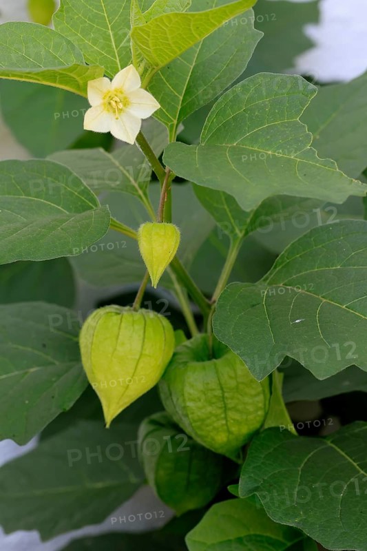 Lampion flower (Physalis alkekengi), flowering, fruit stand, Germany