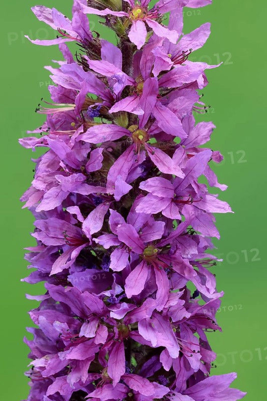 Purple loosestrife (Lythrum salicaria), flower, flowering, Germany
