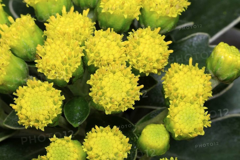 Gold-and-silver chrysanthemum (Chrysanthemum pacificum), flowering, Germany