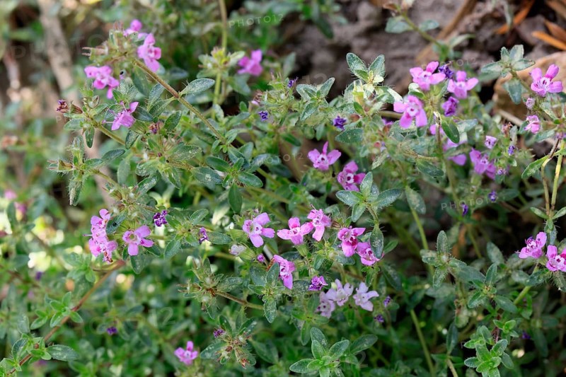Thymus praecox (Thymus praecox), flowering, shrub, Germany