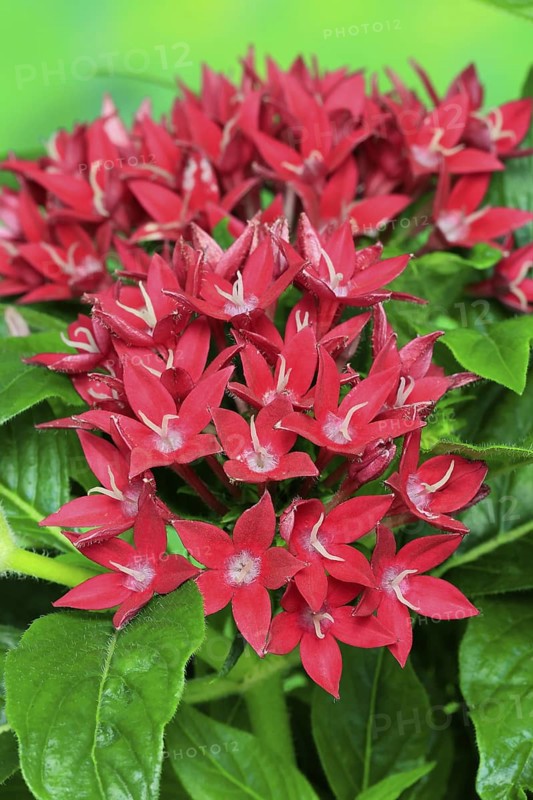 Pentas lanceolata, flowering, Germany
