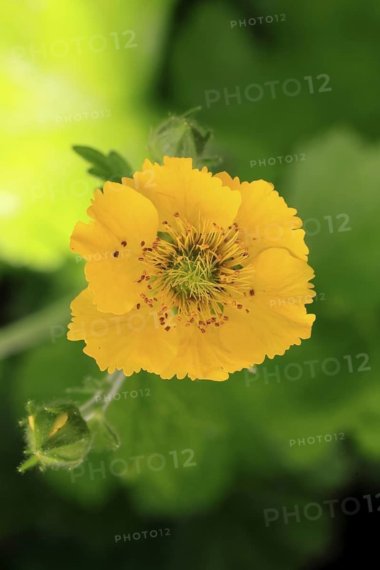Yellow carnation root (Geum hybride), flowering, flower, Ellerstadt, Germany