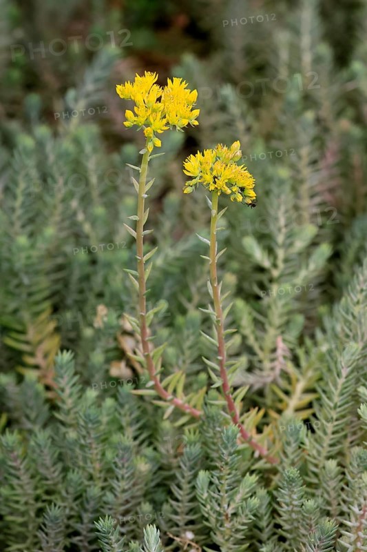 Rock stonecrop (Petrosedum rupestre), flowering, sedum, Germany