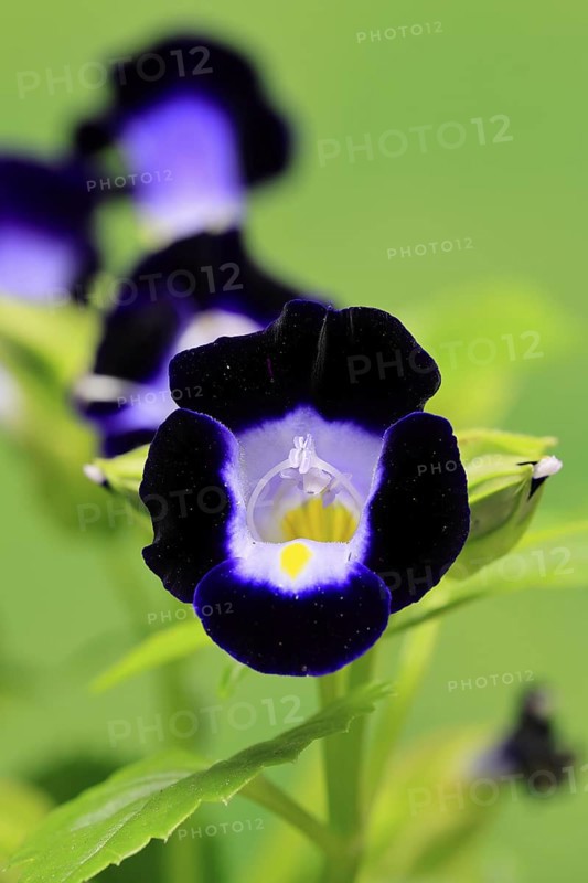 Fournier's torenia (Torenia fournieri), flowering, Germany