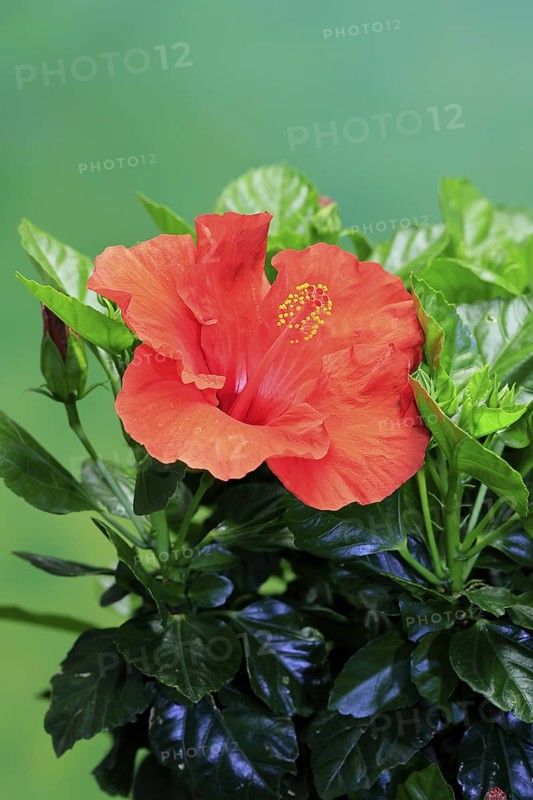 Chinese hibiscus (Hibiscus rosa-sinensis), flowering, Germany