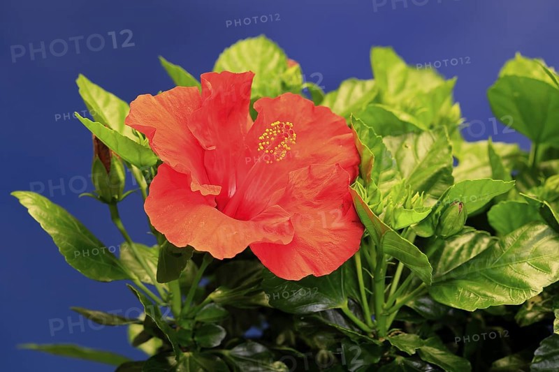 Chinese hibiscus (Hibiscus rosa-sinensis), flowering, Germany
