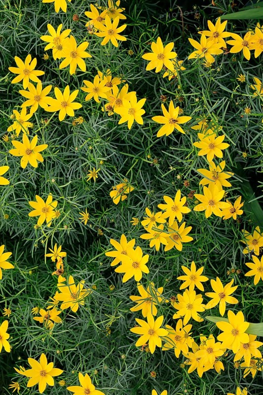 Whorled-leaved tickseed (Coreopsis verticillata), flowering, flower, Ellerstadt, Germany