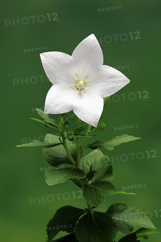 Balloon flower (Platycodon grandiflorus), flowering, Germany