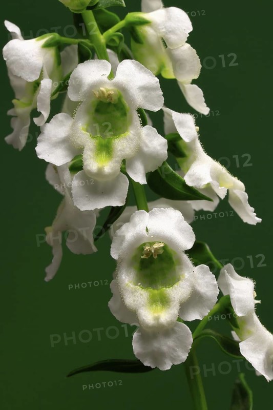 Angelonia (Angelonia angustifolia), flowering, Germany