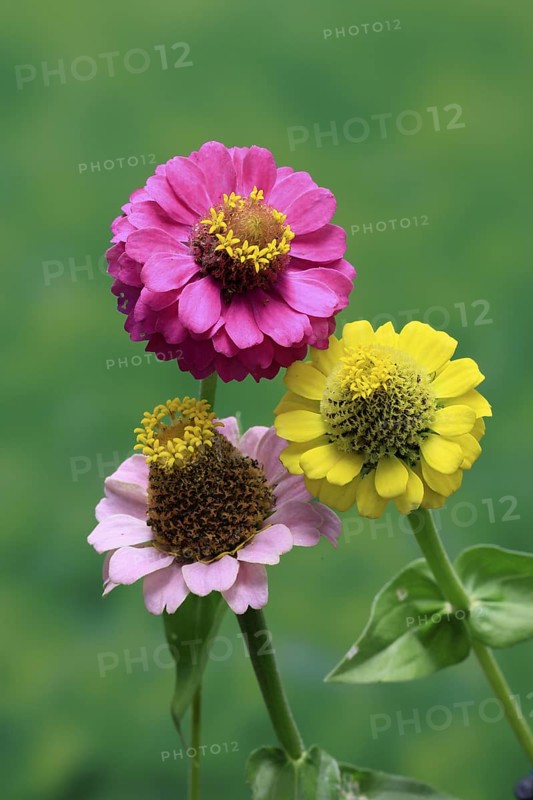 Zinnia (Zinnia elegans), flower, flowering, Germany