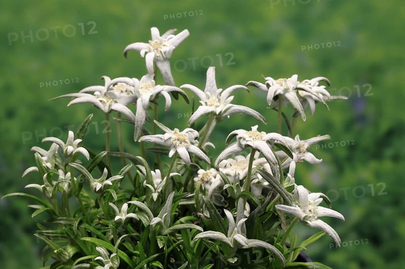 Alpine edelweiss (Leontopodium alpinum), Leontopodium nivale subsp. alpinum), flowering, Germany