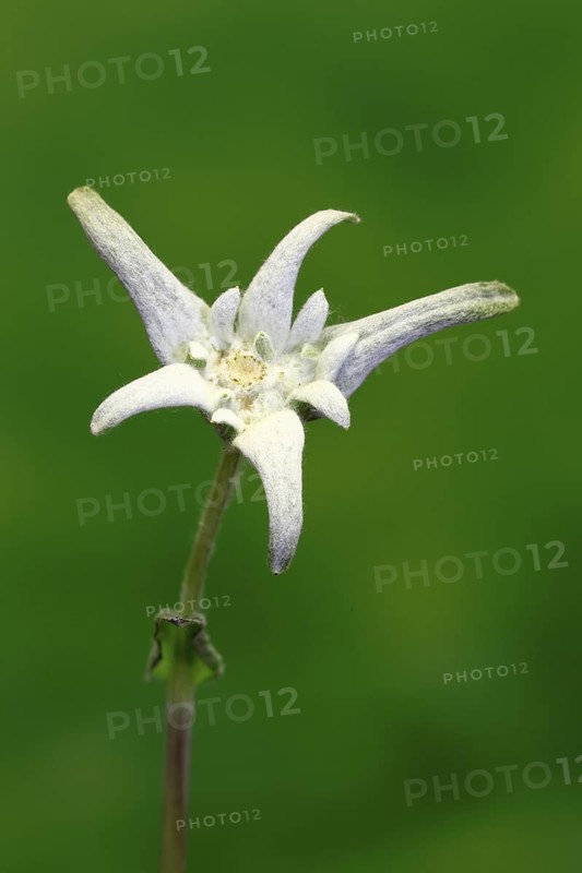 Alpine edelweiss (Leontopodium alpinum), Leontopodium nivale subsp. alpinum), flowering, Germany