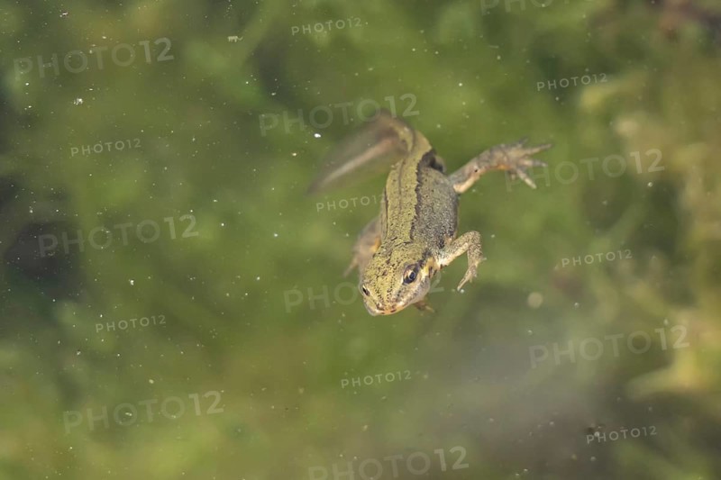Smooth or Common newt (Lissotriton vulgaris) adult amphibian swimming in a pond, England, United Kingdom