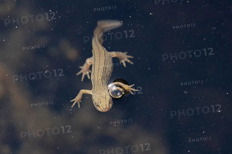 Smooth or Common newt (Lissotriton vulgaris) adult amphibian coming up to breath air on the water surface of a pond, England, United Kingdom