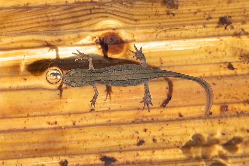 Smooth or Common newt (Lissotriton vulgaris) adult amphibian coming up to breath air from the water surface of a pond, England, United Kingdom
